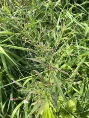 Epilobium coloratum