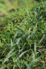 Chlorophytum comosum