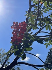 Sorbus aucuparia