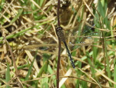 Diplacodes lefebvrii