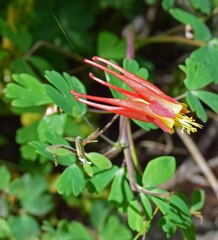 Aquilegia elegantula