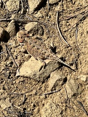 Phrynosoma hernandesi