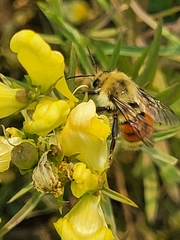 Bombus huntii