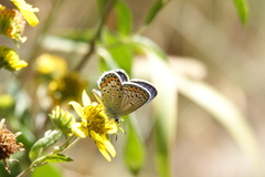 Plebejus idas