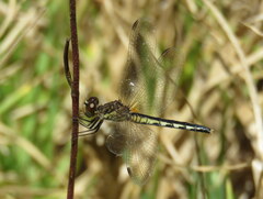 Diplacodes lefebvrii