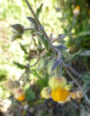 Hermannia althaeifolia