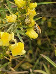 Bombus huntii