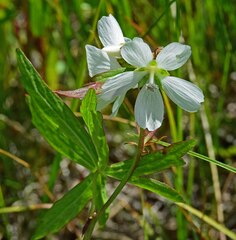 Sidalcea candida