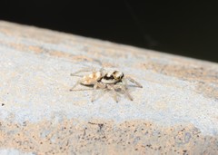 Salticus austinensis