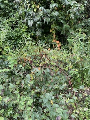Fallopia
