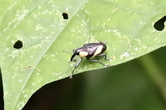 Peridinetus distinctus