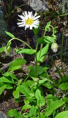 Erigeron coulteri