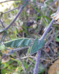 Hermannia althaeifolia