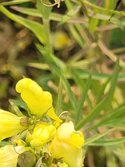Bombus huntii
