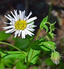 Erigeron coulteri