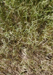 Bouteloua aristidoides