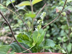 Fallopia