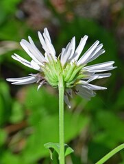 Erigeron coulteri