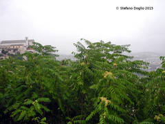 Ailanthus altissima