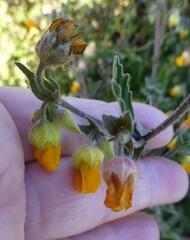 Hermannia althaeifolia