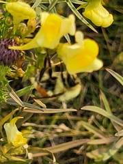 Bombus huntii
