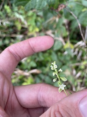 Fallopia