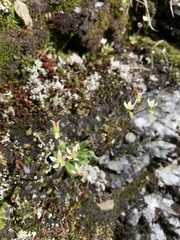 Micranthes stellaris