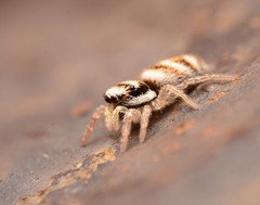 Salticus austinensis