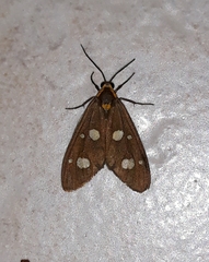 Dysauxes famula