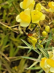 Bombus huntii