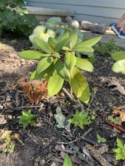 Rhododendron ponticum