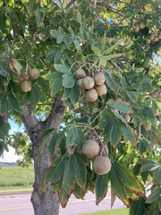 Aesculus