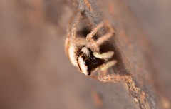 Salticus austinensis