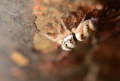 Salticus austinensis