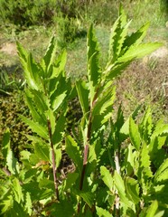 Nidorella ivifolia