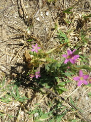 Centaurium tenuiflorum