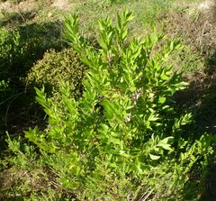 Nidorella ivifolia