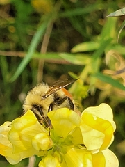Bombus huntii