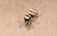 Salticus austinensis