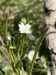 Epilobium