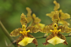 Oncidium altissimum