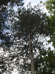 Pinus nigra