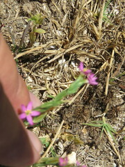 Centaurium tenuiflorum