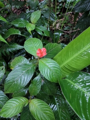 Palicourea tomentosa