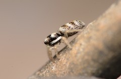 Salticus austinensis