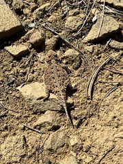 Phrynosoma hernandesi
