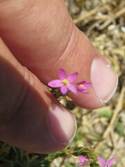 Centaurium tenuiflorum
