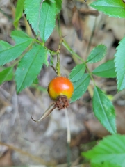 Rosa acicularis