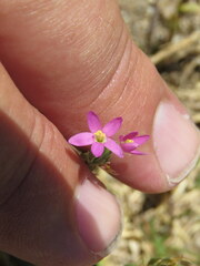 Centaurium tenuiflorum