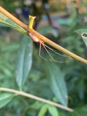 Tetragnatha extensa
